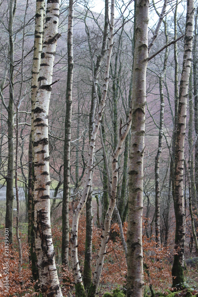 Obraz premium Wood