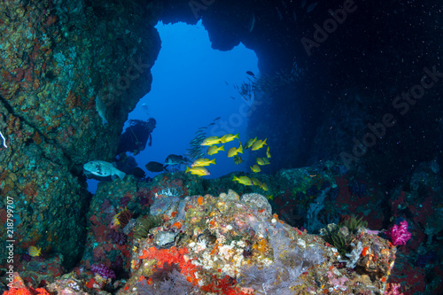 Fototapeta Naklejka Na Ścianę i Meble -  Colorful tropical fish swimming next to an underwater arch on a coral reef in Asia