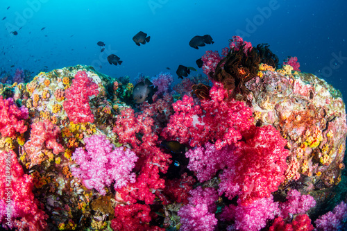 A brightly colored, healthy tropical coral reef in the Mergui Archipelago, Myanmar