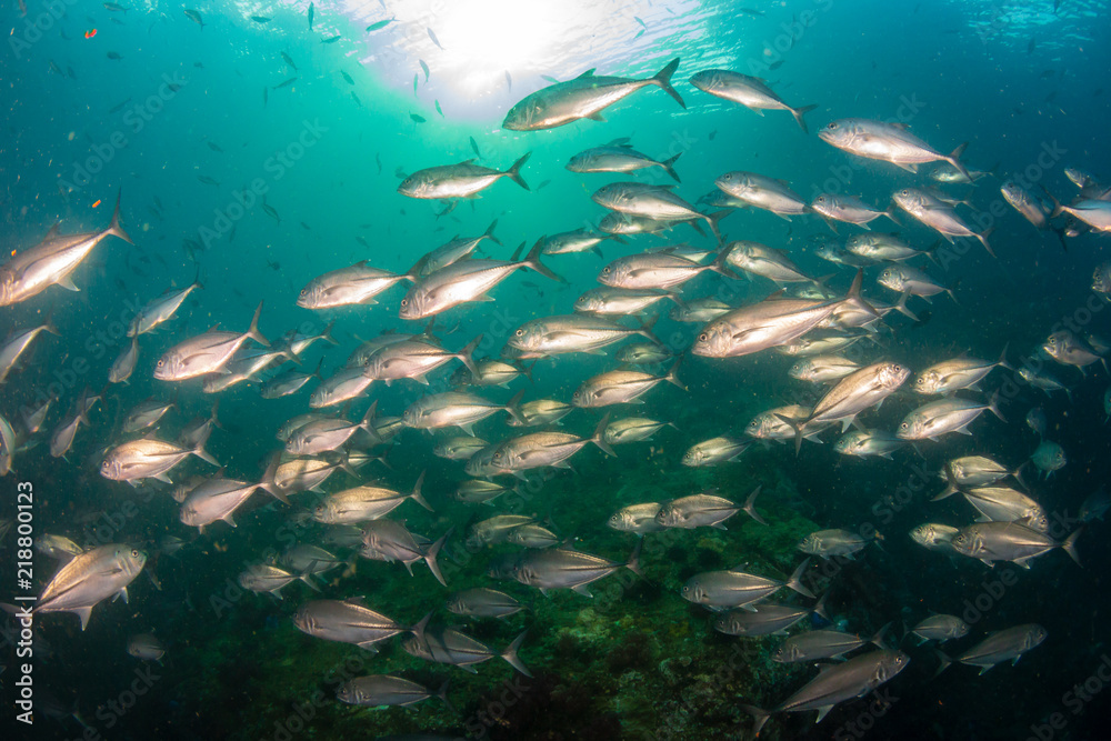 Large Trevally swimming above a murky, tropical coral reef Large Trevally swimming above a murky, tropical coral reef