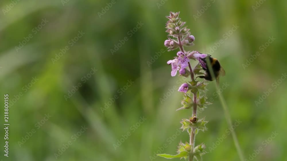 Bumblebee collecting nectar pollen on Flower on Green Meadow blurred background Slow motion closeup Macro shot. Bumblebee collecting nectar pollen on Flower on Green Meadow blurred background Slow motion closeup Macro shot.