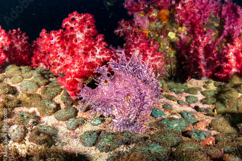 A beautiful and unusual Lacy Scorpionfish (Rhinopias aphanes) hidden on a deep tropical coral reef photo