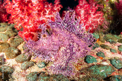 A beautiful and unusual Lacy Scorpionfish (Rhinopias aphanes) hidden on a deep tropical coral reef photo