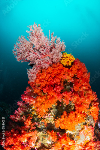 Beautiful, colorful but delicate soft corals on a tropical coral reef in Asia