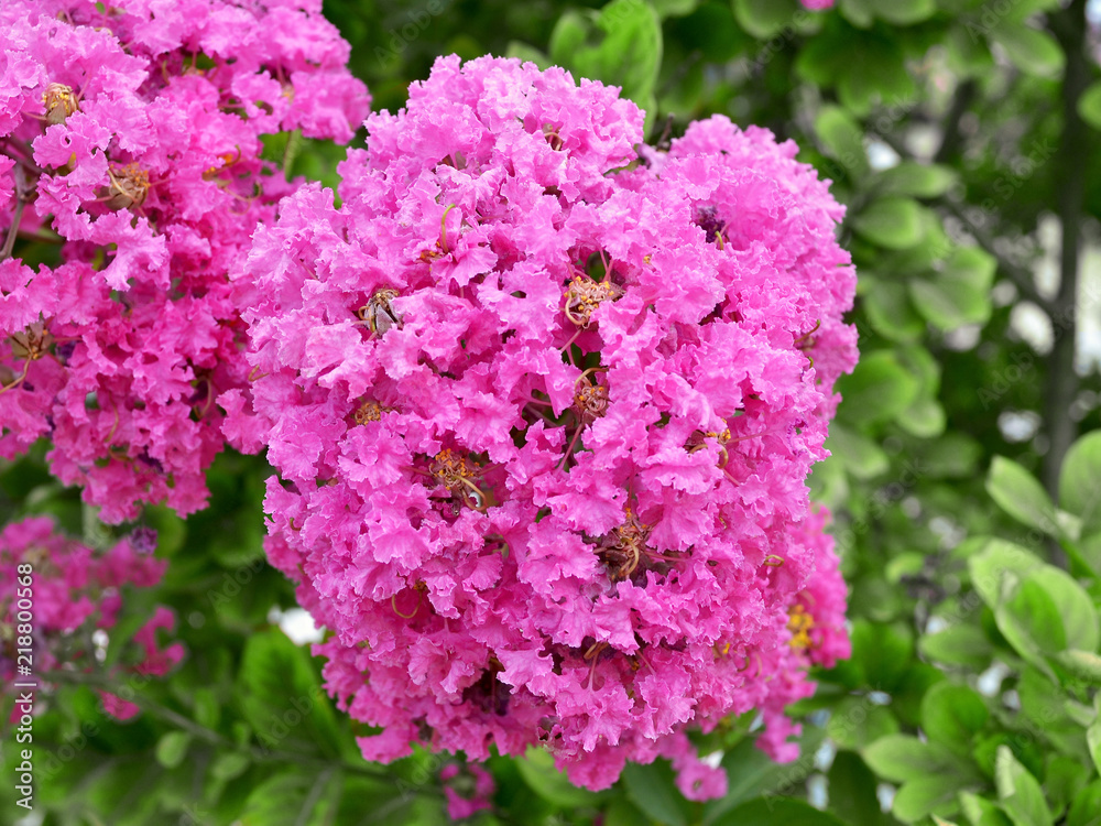 Lush terry pink inflorescence of crape myrtle (Lagerstroemia indica, crepe myrtle, crepeflower) against a background of green leaves Lush terry pink inflorescence of crape myrtle (Lagerstroemia indica, crepe myrtle, crepeflower) against a background of green leaves