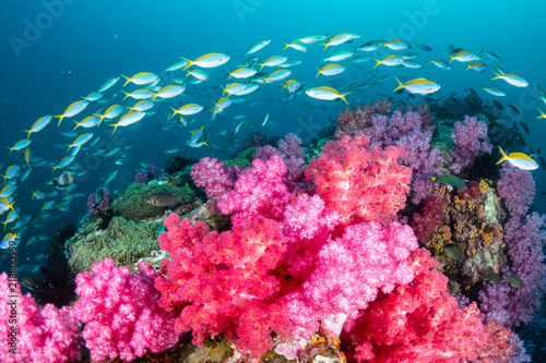 Huge numbers of colorful tropical fish swimming around a beautiful coral reef