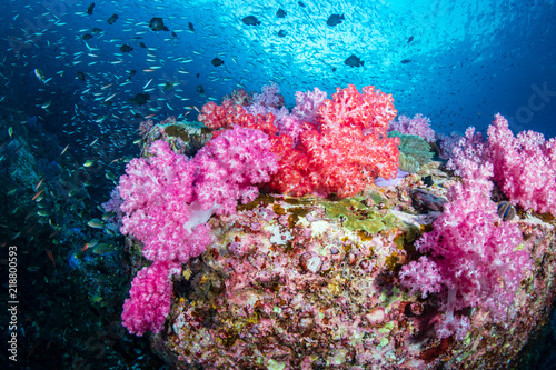 Fototapeta Naklejka Na Ścianę i Meble -  Huge numbers of colorful tropical fish swimming around a beautiful coral reef