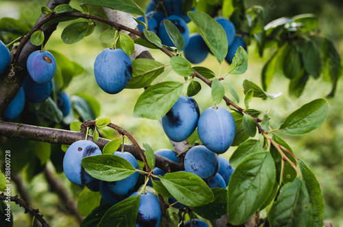 Ripe plums on the tree in the orchard