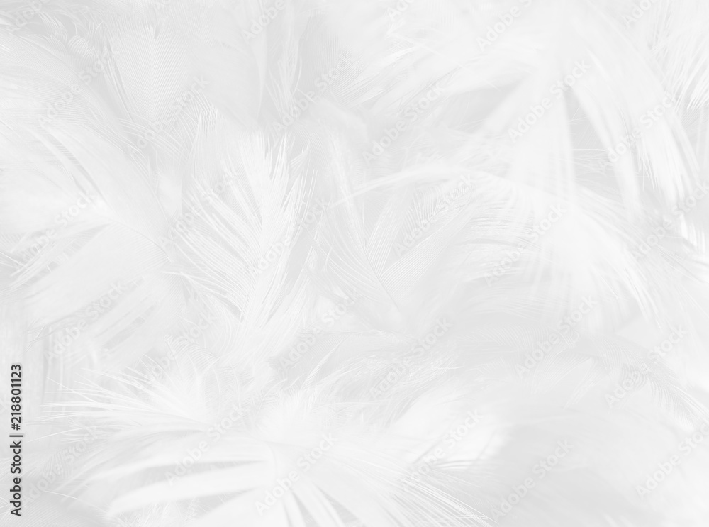 black and white feather texture background black and white feather texture background