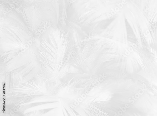 black and white feather texture background  © nadtytok28