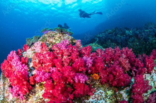 SCUBA divers exploring a colorful, beautiful tropical coral reef system