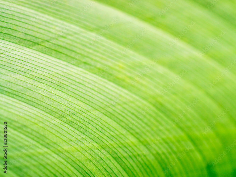 close up texture of green leaf close up texture of green leaf
