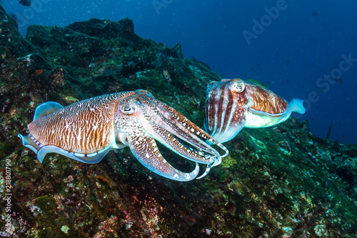 Mating Pharaoh Cuttlefish on a dark tropical coral reef in Myanmar
