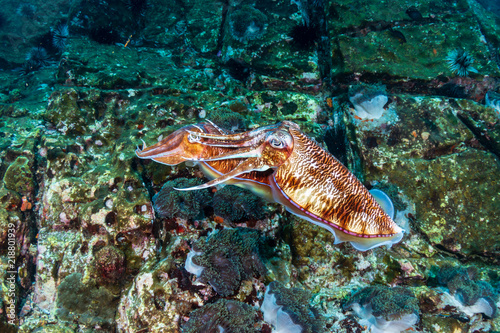 Wallpaper Mural Mating Pharaoh Cuttlefish on a dark tropical coral reef in Myanmar Torontodigital.ca