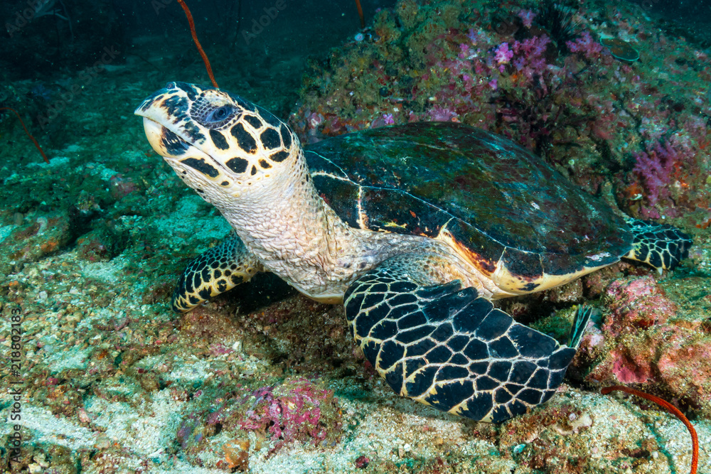 Obraz premium Hawksbill Sea Turtle on a dark, tropical coral reef at dawn