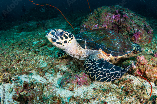 Hawksbill Sea Turtle on a dark, tropical coral reef at dawn