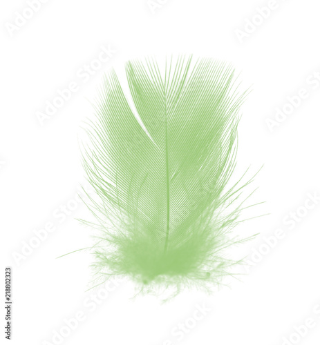 Beautiful green feather texture background,trends color 