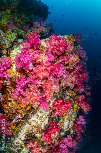 A beautiful  colorful coral pinnacle completely wrapped by a huge  abandoned fishing net