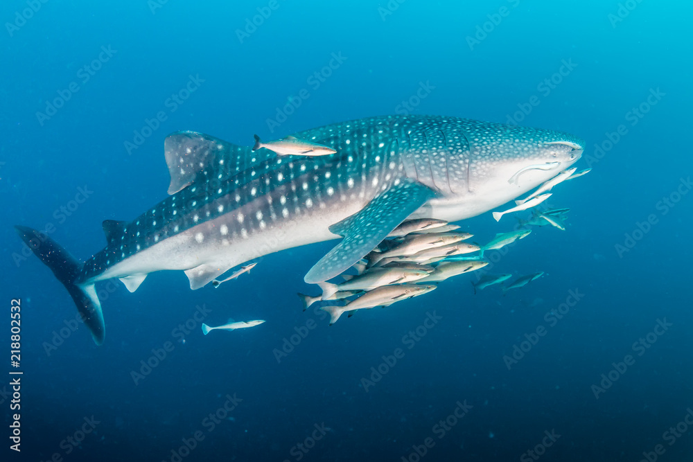 A huge Whale Shark with shoals of fish on a dark tropical coral reef A huge Whale Shark with shoals of fish on a dark tropical coral reef