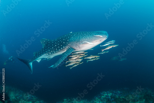 A huge Whale Shark with shoals of fish on a dark tropical coral reef