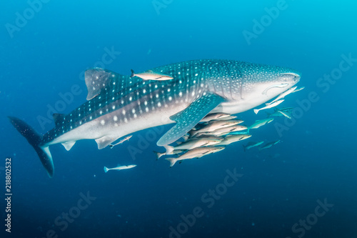 A huge Whale Shark with shoals of fish on a dark tropical coral reef