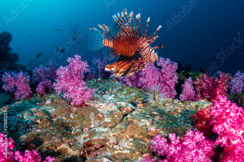 Fototapeta Naklejka Na Ścianę i Meble -  Colorful Lionfish patrolling a tropical coral reef at dusk