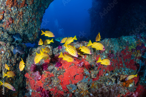 Colorful tropical fish swimming next to an underwater arch on a coral reef in Asia