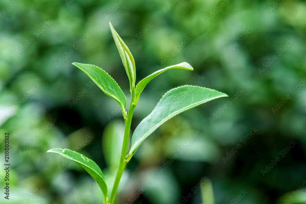 Fresh tea leafs in plantation. Fresh tea leafs in plantation.