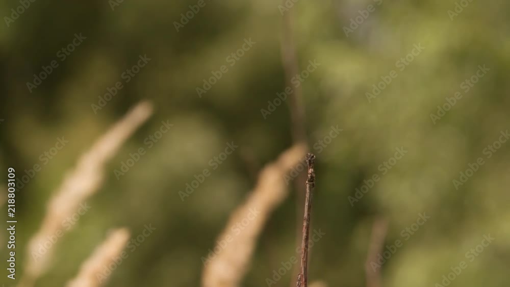 Dragonfly sitting on plant and takes off flying away Close up Macro shot Slow Motion insect video. Dragonfly sitting on plant and takes off flying away Close up Macro shot Slow Motion insect video.