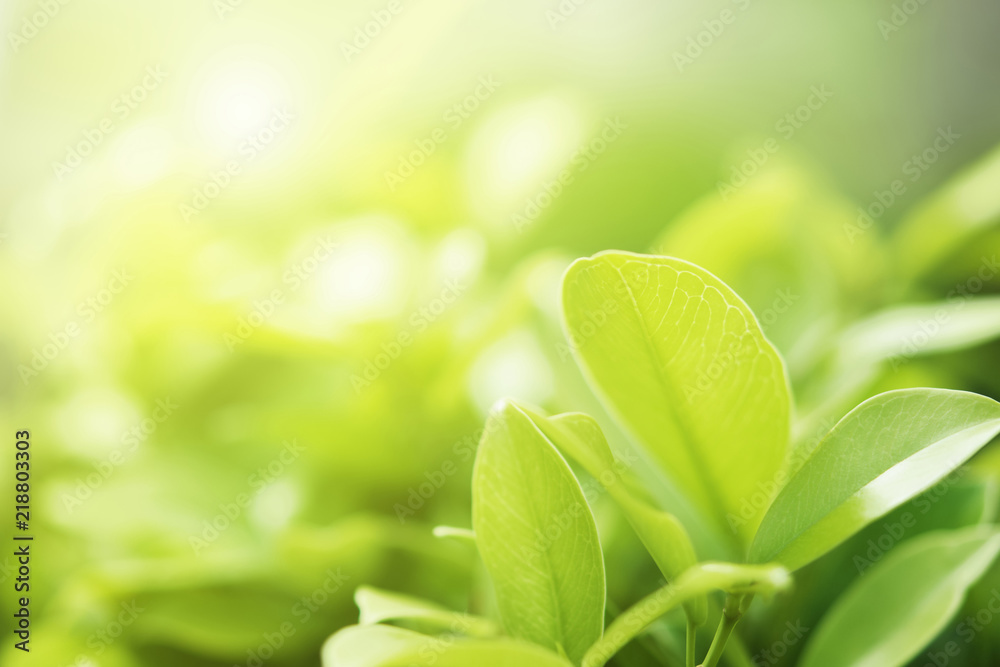 closeup green leaf on blur background and sunshine closeup green leaf on blur background and sunshine