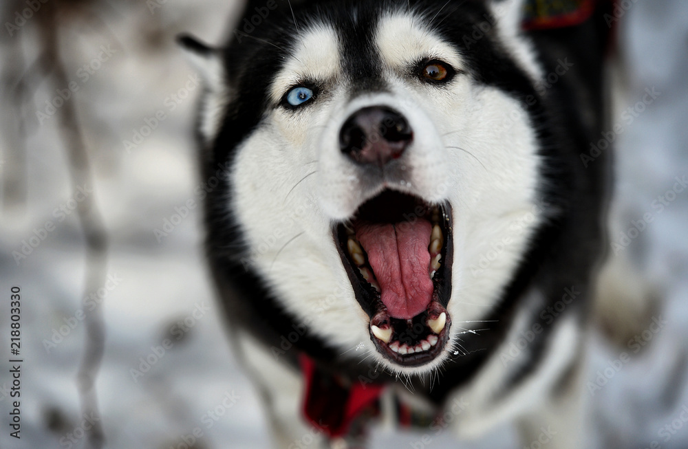Husk with an open mouth in the woods Husk with an open mouth in the woods