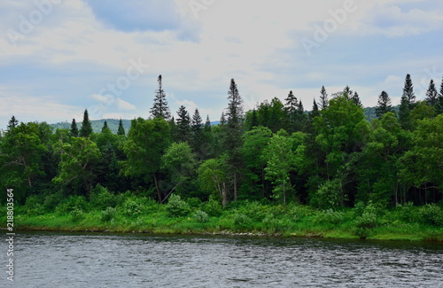 River along the wild forest. The river runs along a dense forest. Taiga of coniferous and deciduous trees. The top of the cedar towering above the forest. The mountains of Sikhote-Alin.