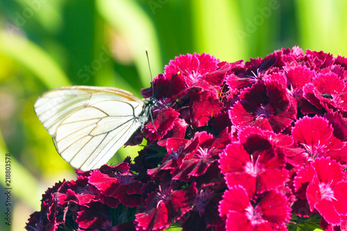 Wall Mural Butterfly aporia Crataegi on red flower
