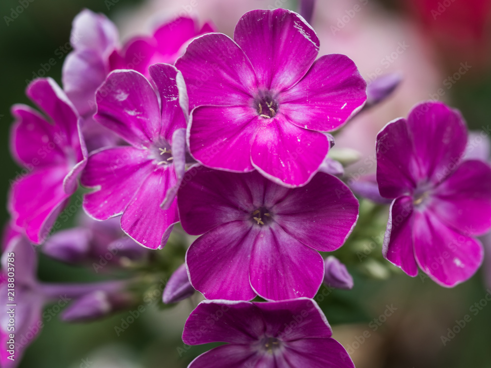 Pink Phlox Pink Phlox