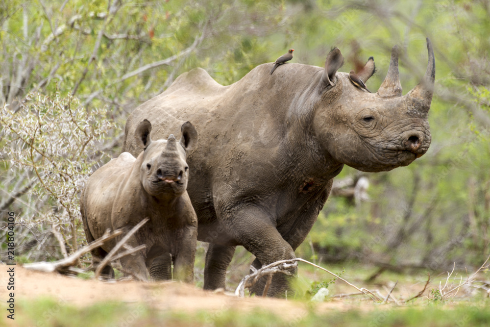Fototapeta premium Nosorożec czarny, samica i młode, Diceros bicornis, Park Narodowy Krugera, RPA