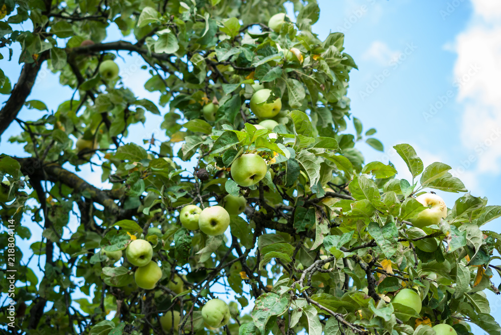 Part of an apple tree with ripe fruits against a blue sky in August is the time for harvesting Part of an apple tree with ripe fruits against a blue sky in August is the time for harvesting