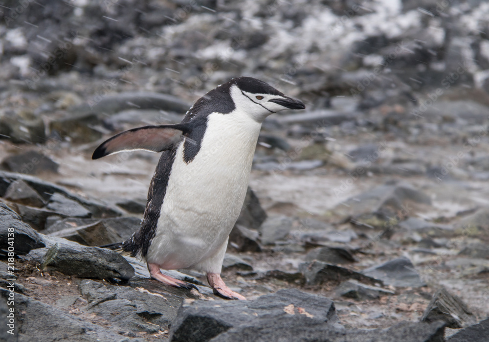 Obraz premium Lone Chinstrap Penguin on the Coast of Antarctica