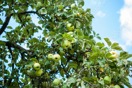 Part of an apple tree with ripe fruits against a blue sky in August is the time for harvesting