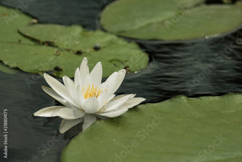 A beautiful marshy white lily grows among the large leaves on a summer day.