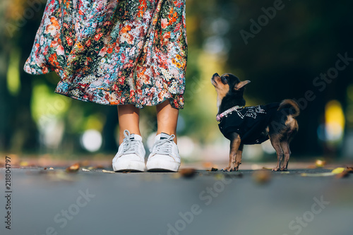 Young woman in walking in autumn park with little puppy. Outdoor lifestyle portrait of pretty smiling female and her small dog.