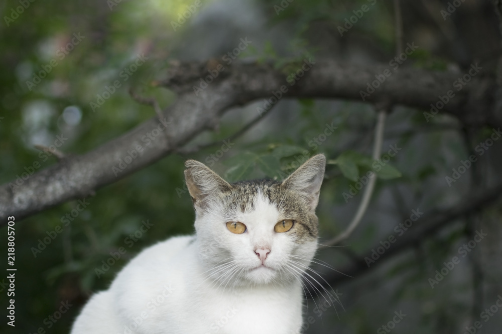 White street cat with beautiful eyes, sitting between trees White street cat with beautiful eyes, sitting between trees
