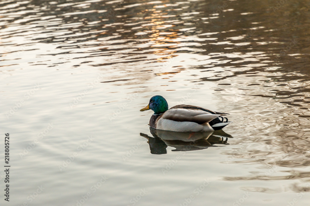 Duck Duck