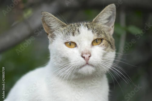 White street cat with yellow eyes, sitting in the summer in the street among the green trees