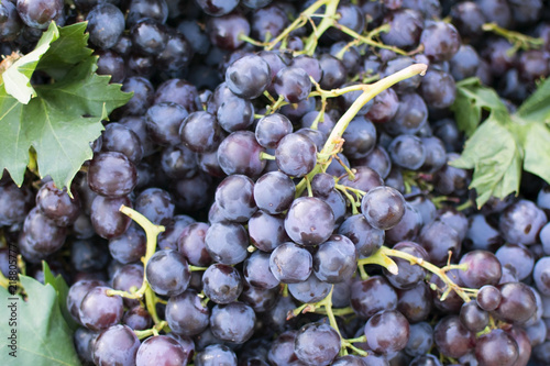 fresh harvest of dark grapes