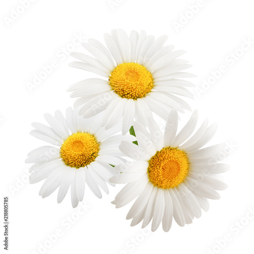 Fototapeta Naklejka Na Ścianę i Meble -  Chamomile flowers composition isolated on white background as package design element