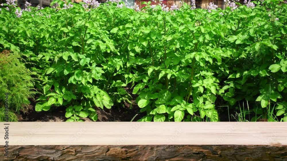 Top of a wooden table in the foreground. In the background is a potato field. Bushes of potatoes close-up. Top of a wooden table in the foreground. In the background is a potato field. Bushes of potatoes close-up.