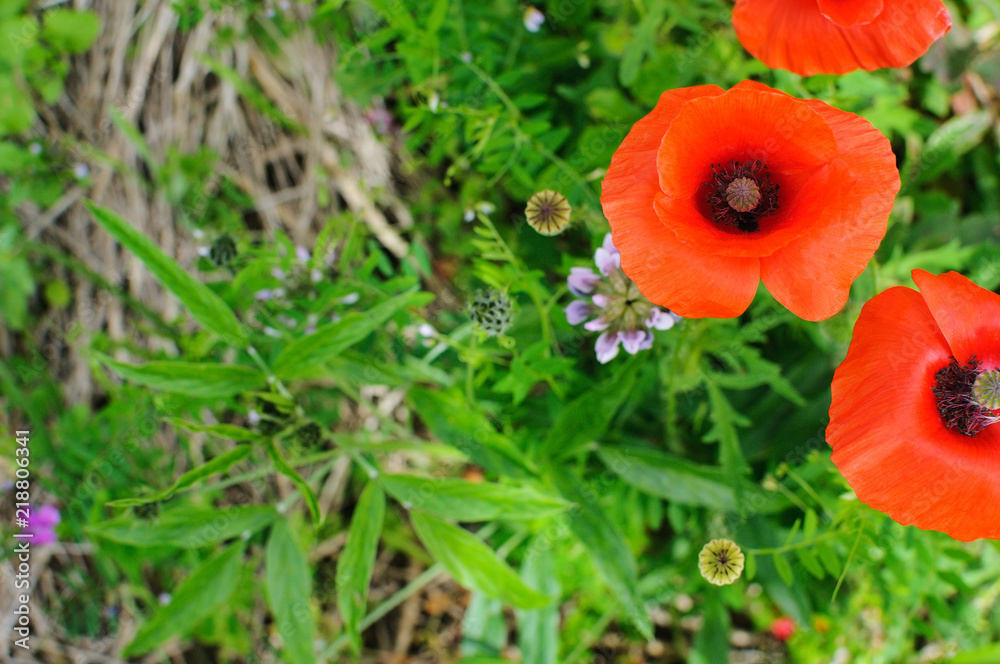 Two beautiful poppies on the grass background Two beautiful poppies on the grass background