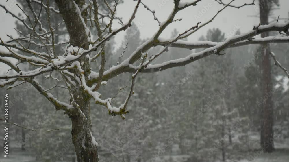 Snowfall in slow motion 01 Snowfall in slow motion 01