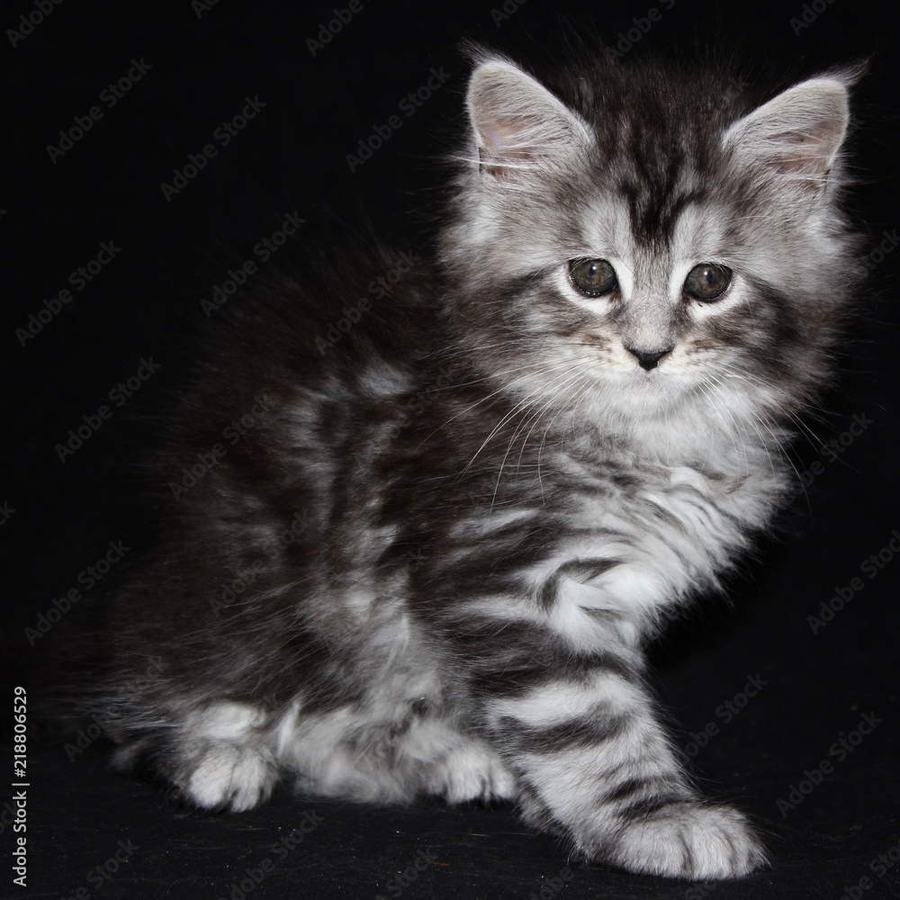 Adorable Maine Coon Cat Kitten