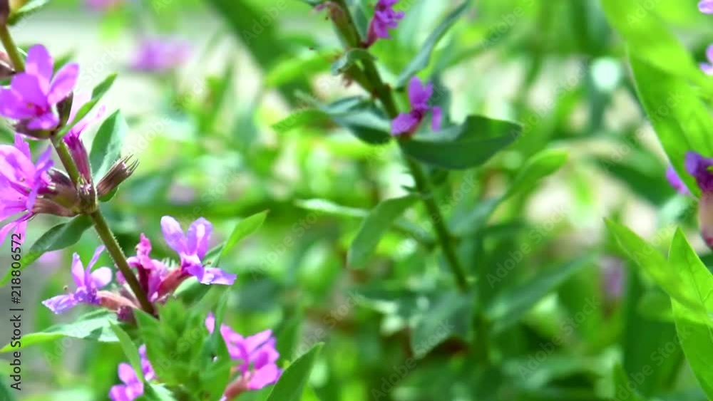 Purple Flowers Blowing in The Wind Purple Flowers Blowing in The Wind
